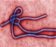 ebola_w114_h96